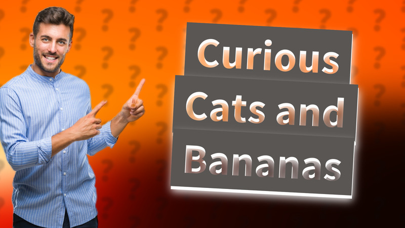 Curious Cats and Bananas