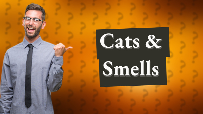 Cats & Smells