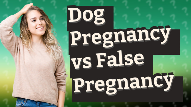 Dog Pregnancy vs False Pregnancy