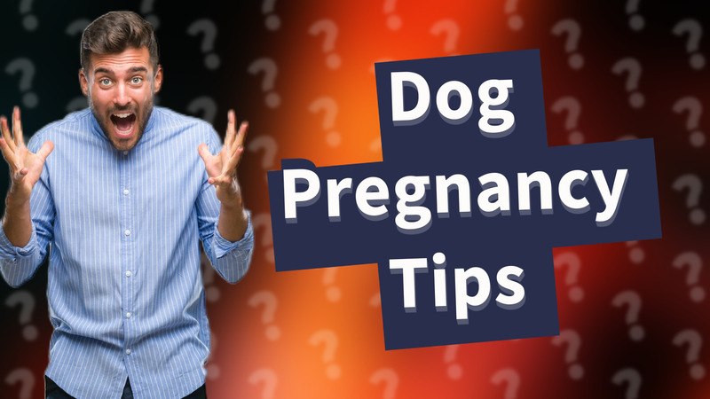 Dog Pregnancy Tips