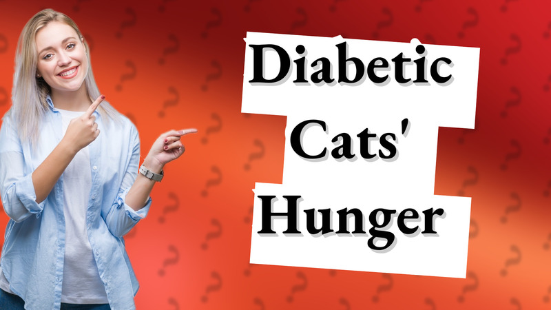 Diabetic Cats' Hunger