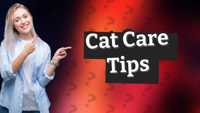 Cat Care Tips