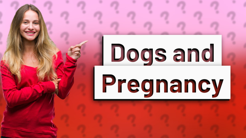 Dogs and Pregnancy