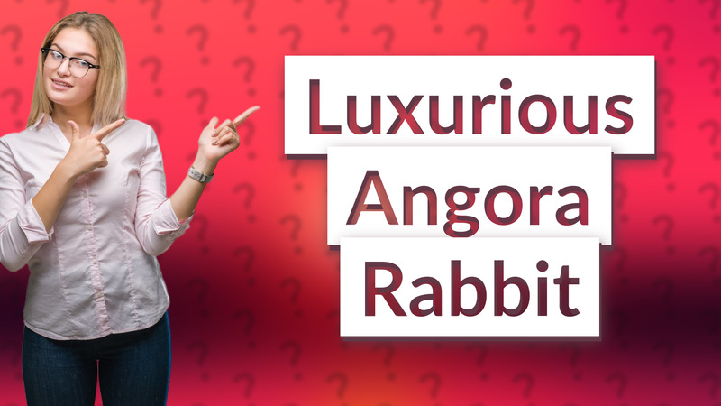 Luxurious Angora Rabbit