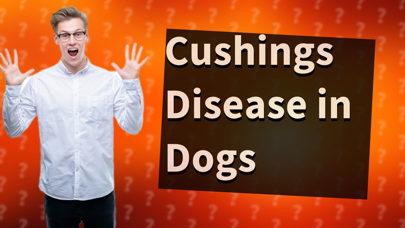 Cushings Disease in Dogs