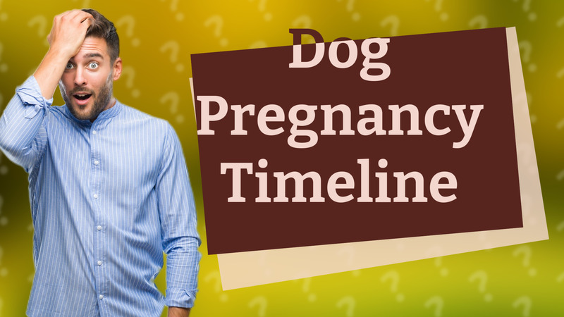 Dog Pregnancy Timeline