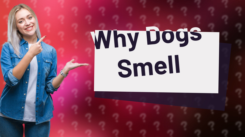 Why Dogs Smell