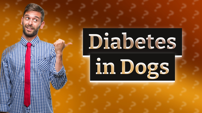 Diabetes in Dogs