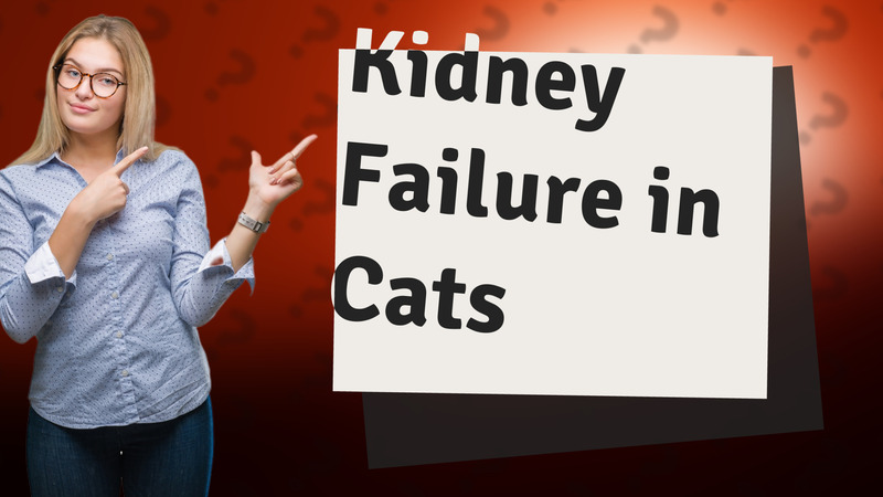 Kidney Failure in Cats