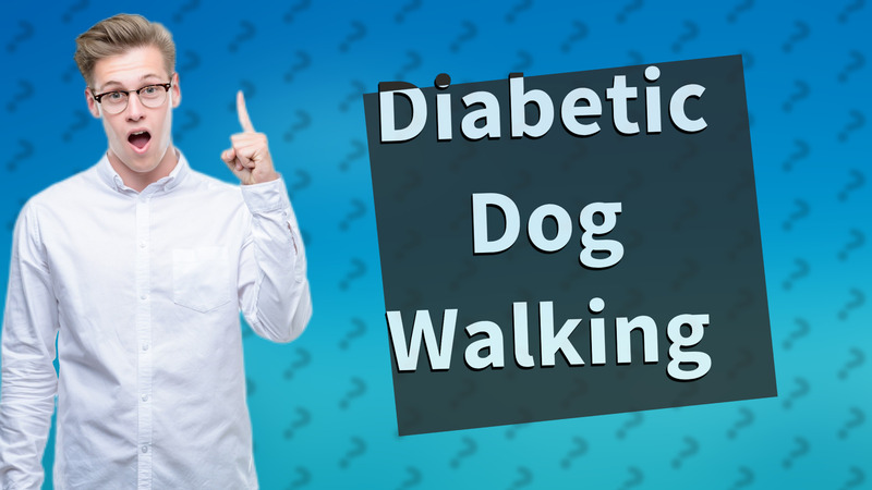 Diabetic Dog Walking