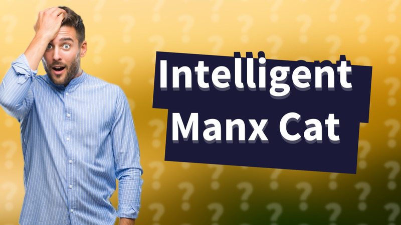 Intelligent Manx Cat