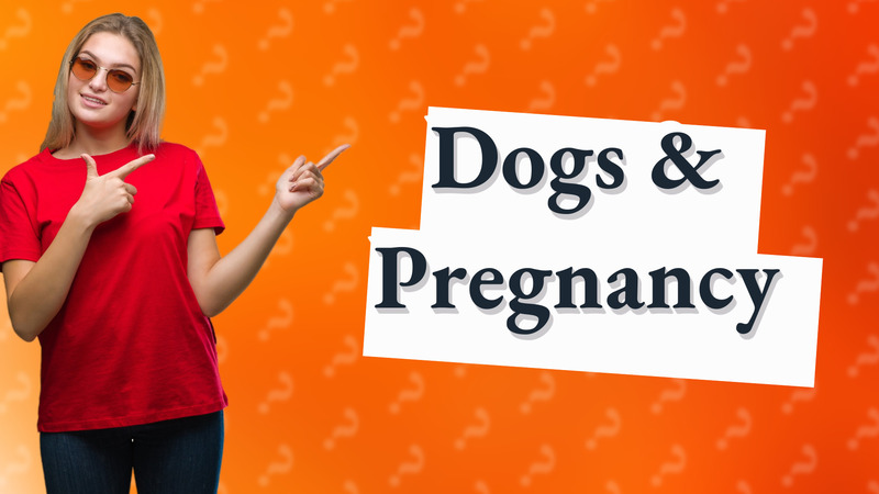 Dogs & Pregnancy