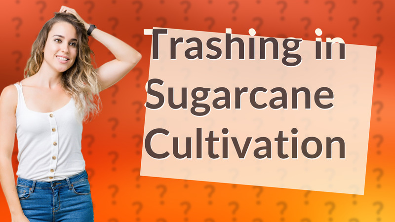 Trashing in Sugarcane Cultivation