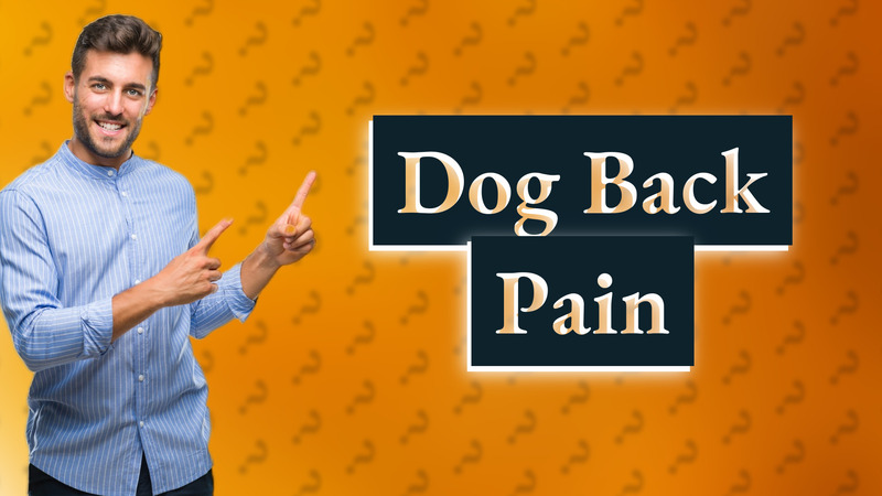 Dog Back Pain