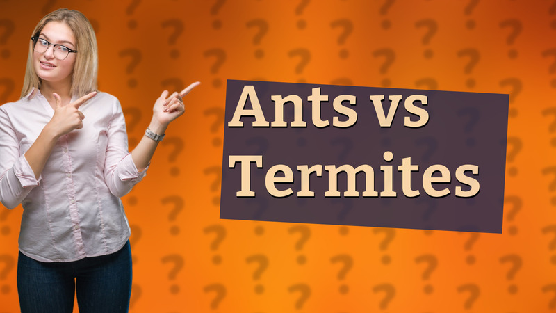 Ants vs Termites