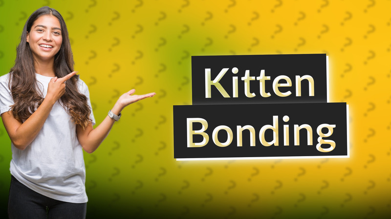 Kitten Bonding