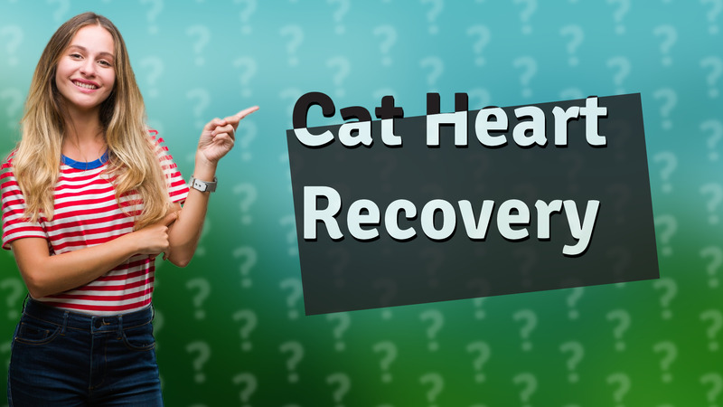 Cat Heart Recovery