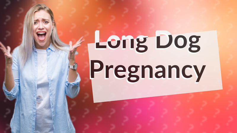 Long Dog Pregnancy