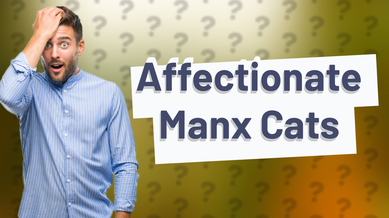 Affectionate Manx Cats