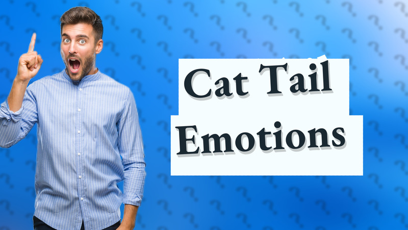 Cat Tail Emotions