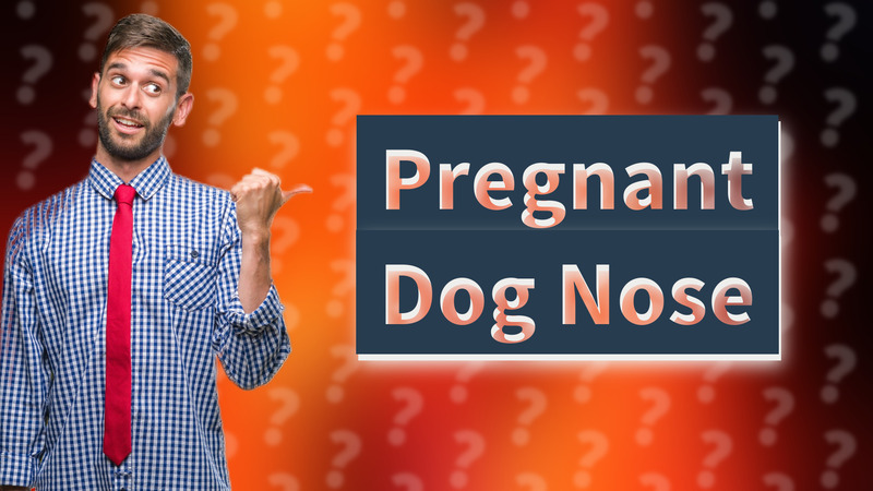 Pregnant Dog Nose