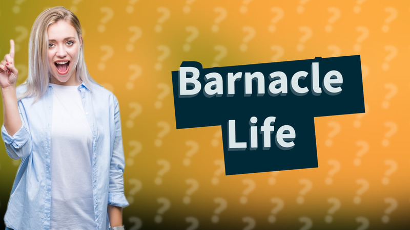 Barnacle Life