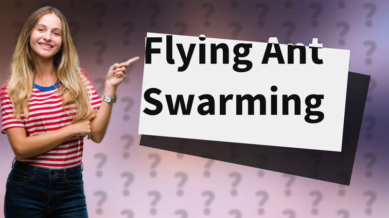 Flying Ant Swarming