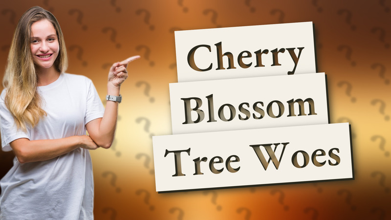 Cherry Blossom Tree Woes