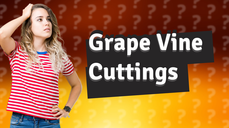 Grape Vine Cuttings
