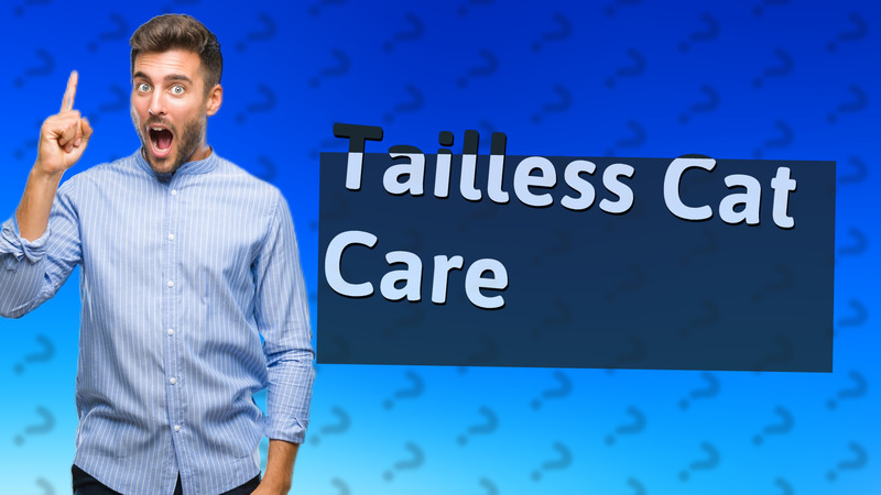 Tailless Cat Care