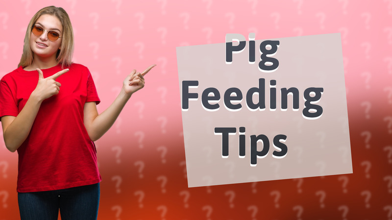 Pig Feeding Tips