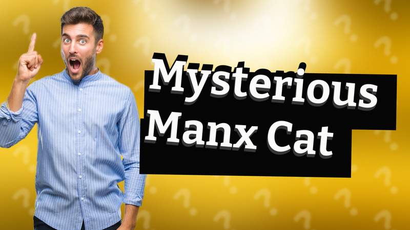 Mysterious Manx Cat
