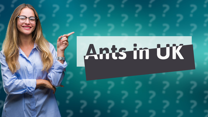 Ants in UK