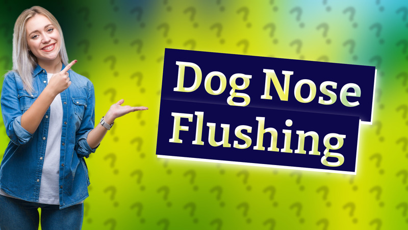 Dog Nose Flushing
