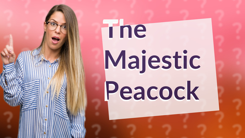 The Majestic Peacock