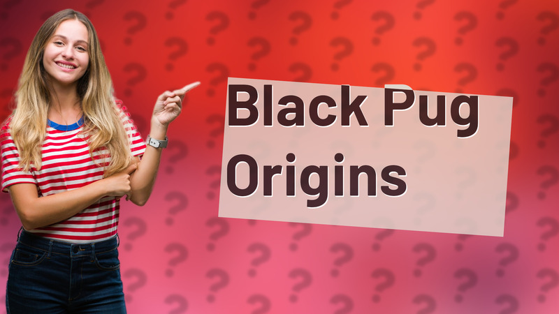 Black Pug Origins