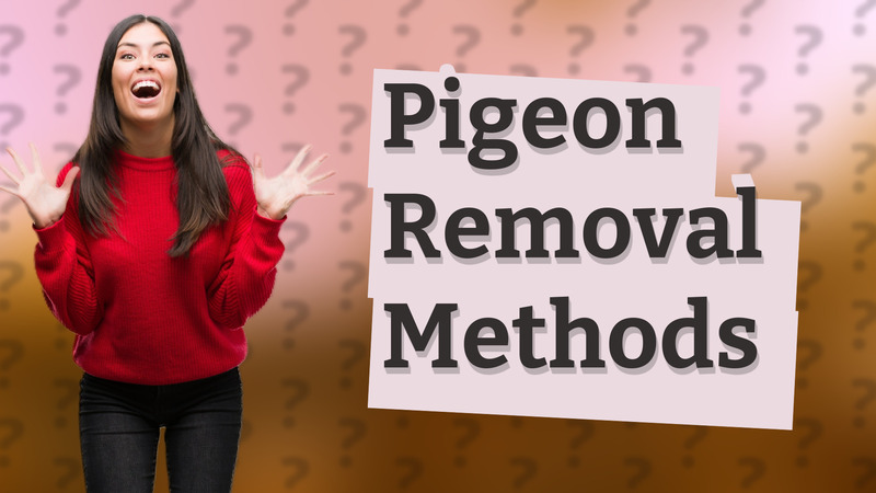 Pigeon Removal Methods