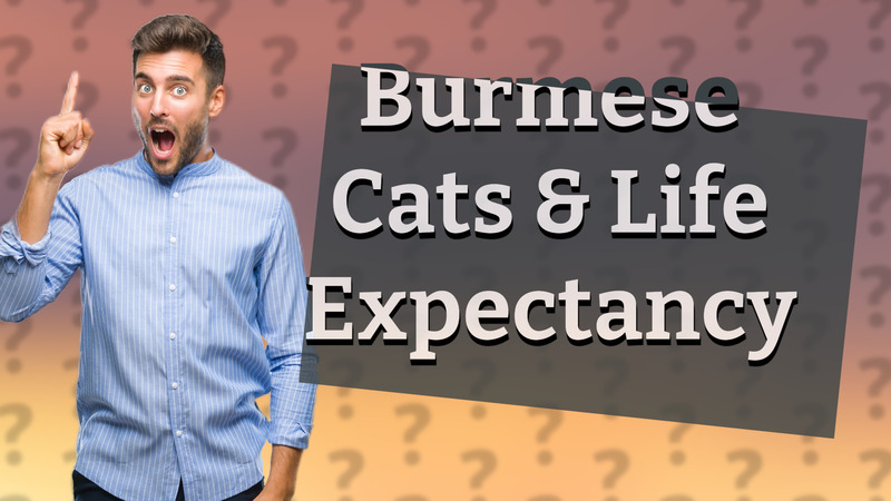 Burmese Cats & Life Expectancy