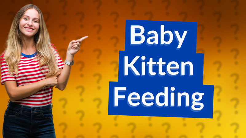 Baby Kitten Feeding