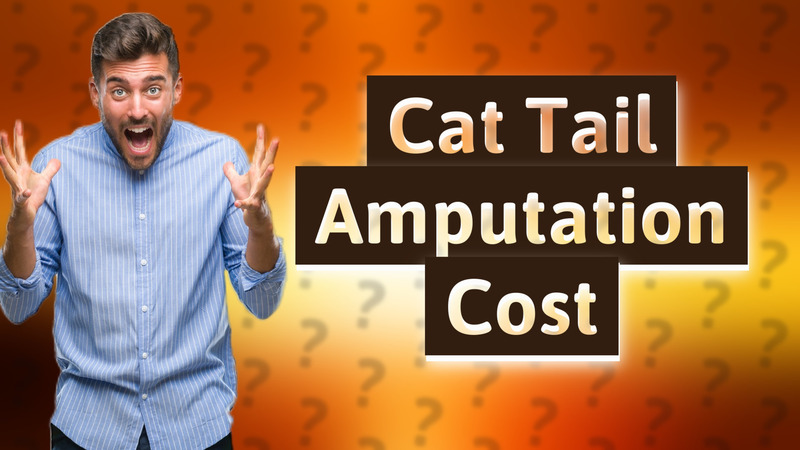 Cat Tail Amputation Cost