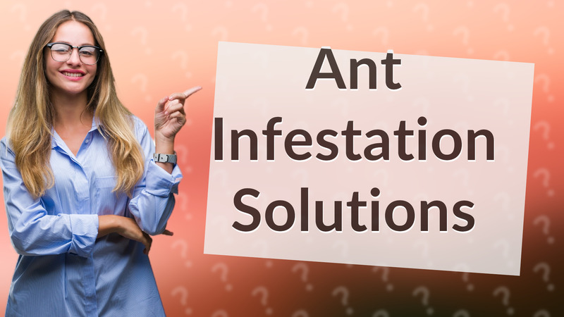Ant Infestation Solutions