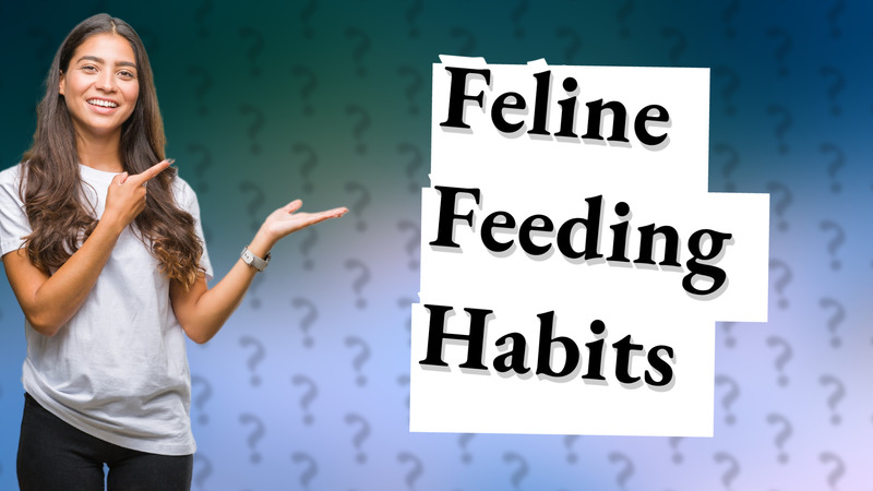 Feline Feeding Habits