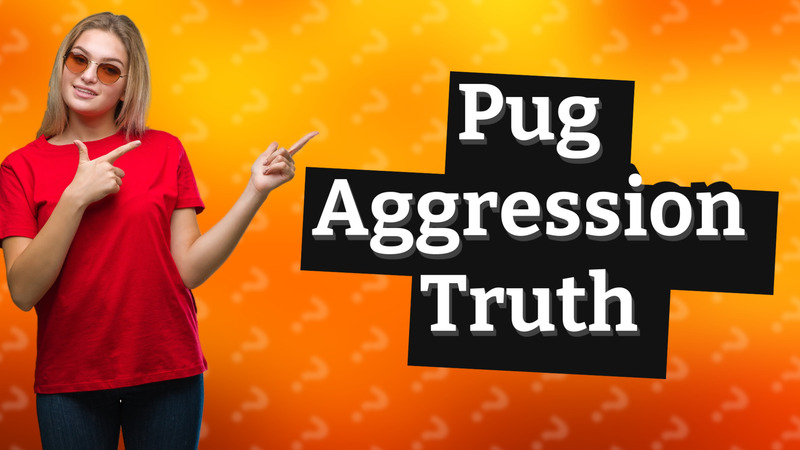 Pug Aggression Truth