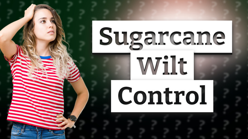 Sugarcane Wilt Control