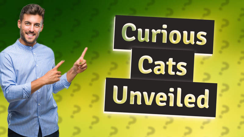 Curious Cats Unveiled