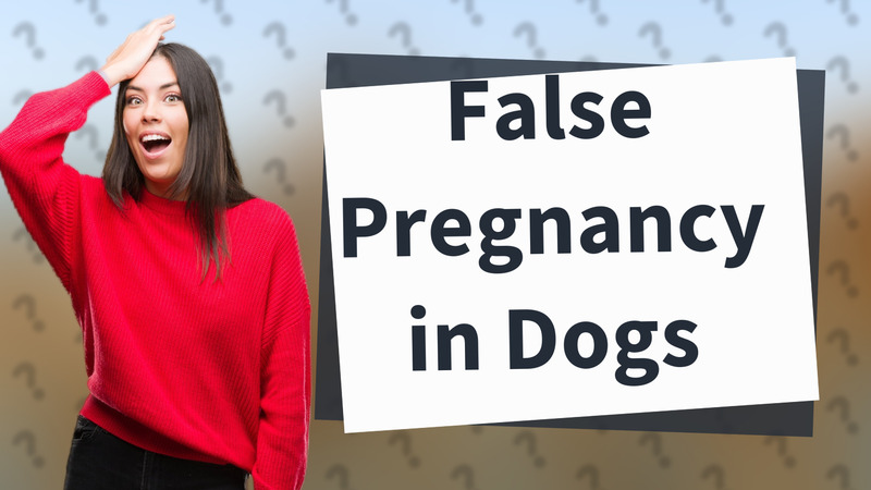 False Pregnancy in Dogs