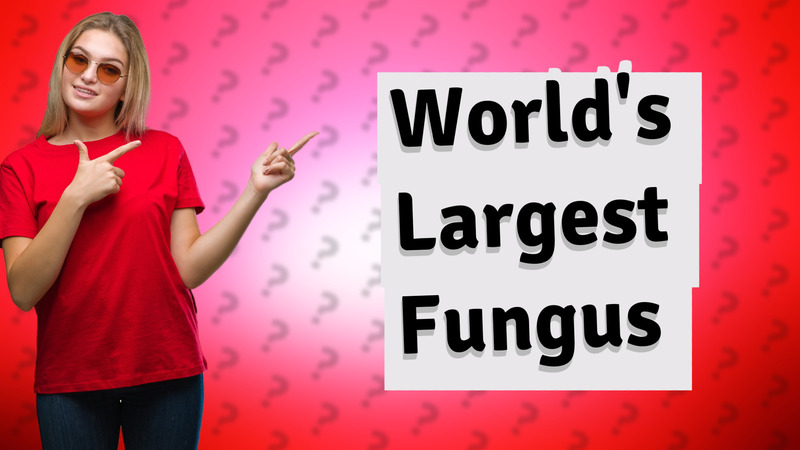 World's Largest Fungus