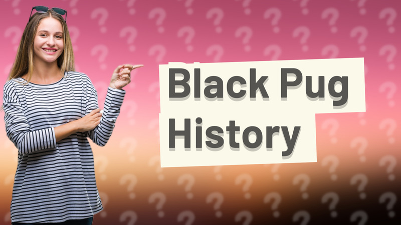 Black Pug History