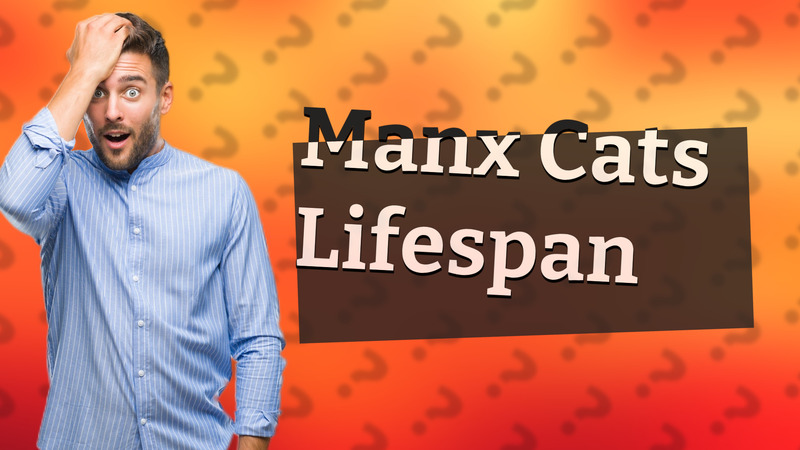 Manx Cats Lifespan