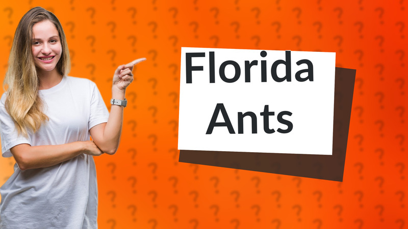 Florida Ants
